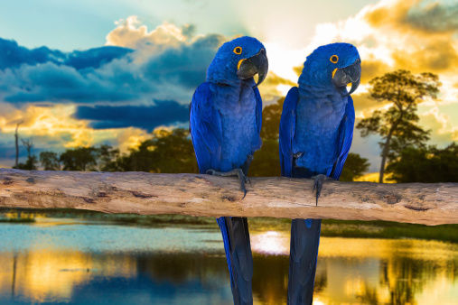 Blue Macaw in Pantanal Brazil