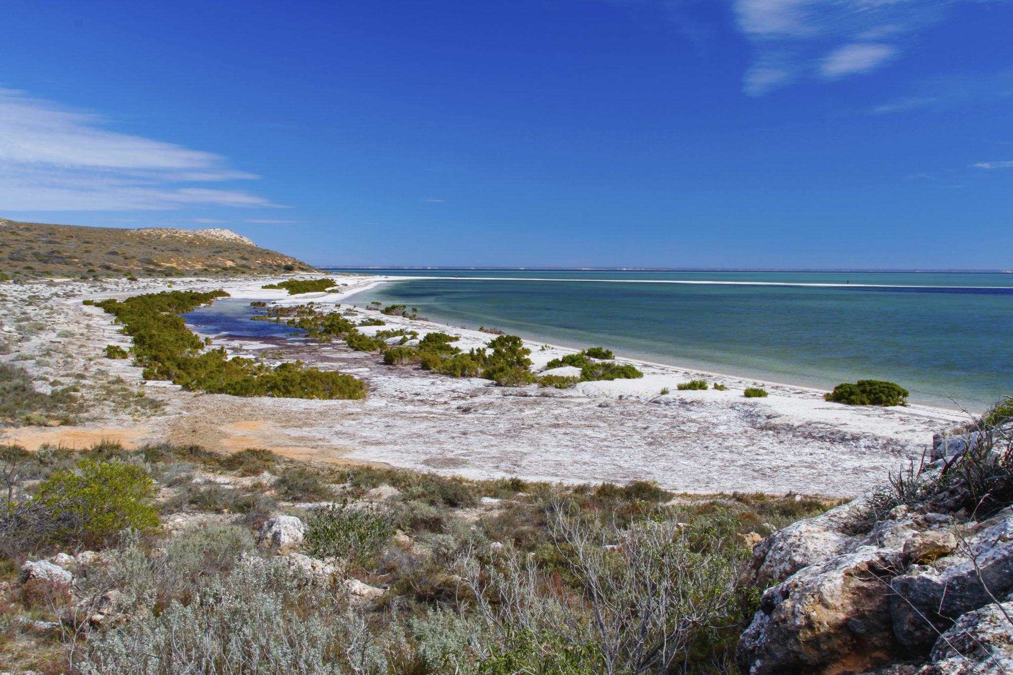 shark bay