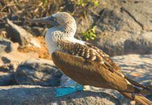 Visiting the Galapagos Islands