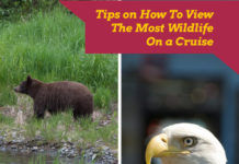 Tips on How To View The Most Wildlife When On A Cruise Tips on How To View The Most Wildlife When On A Cruise