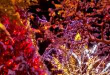 The Best Outdoor Holiday Light Displays