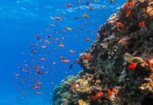 The Most Exciting Places To Dive The Most Exciting Places To Dive