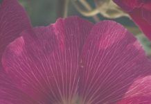 Where To See May Flowers Where To See May Flowers