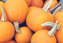 Fall Festivals In New England Top Fall Festivals In New England
