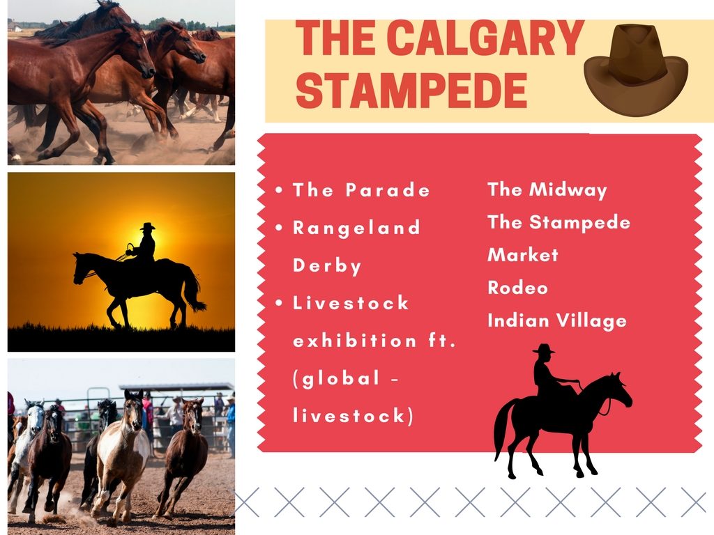 calgary stampede
