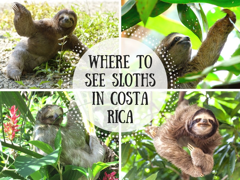 Where To See Sloths In Costa Rica