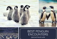The Best Penguin Encounters best penguin encounters