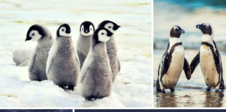 best penguin encounters