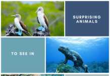 Surprising Animals To See In The Galapagos Islands