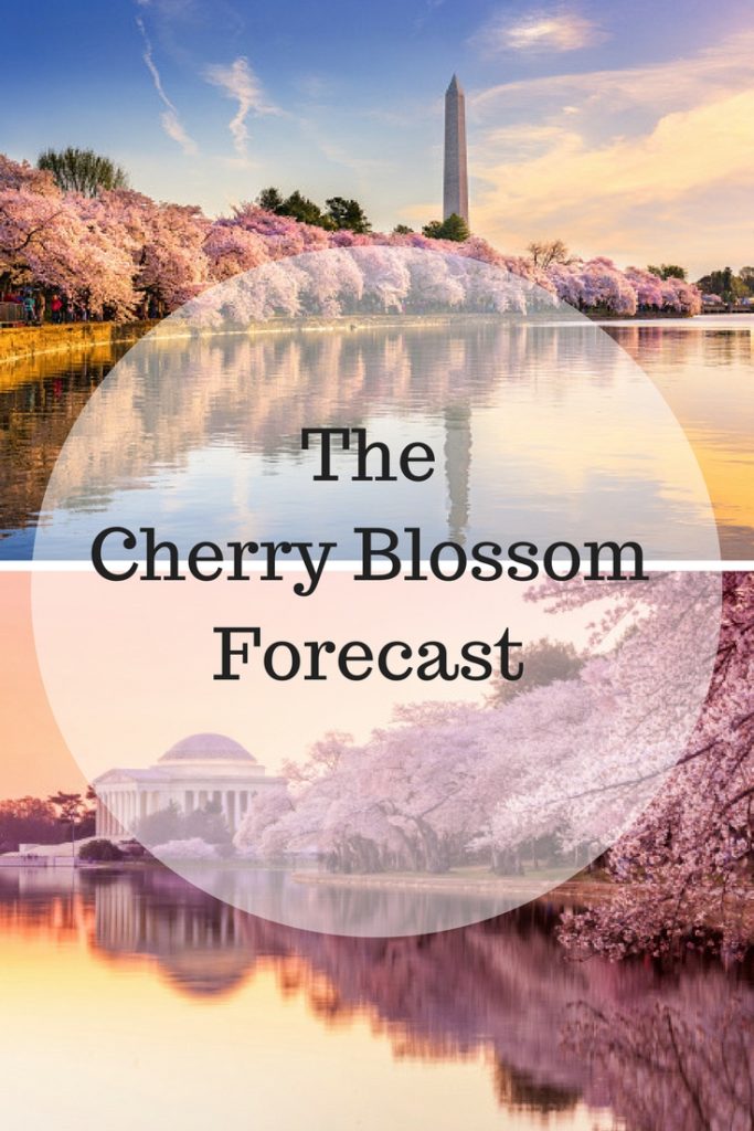 The Cherry Blossom Forecast