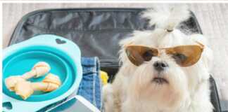 How to Travel with Pets