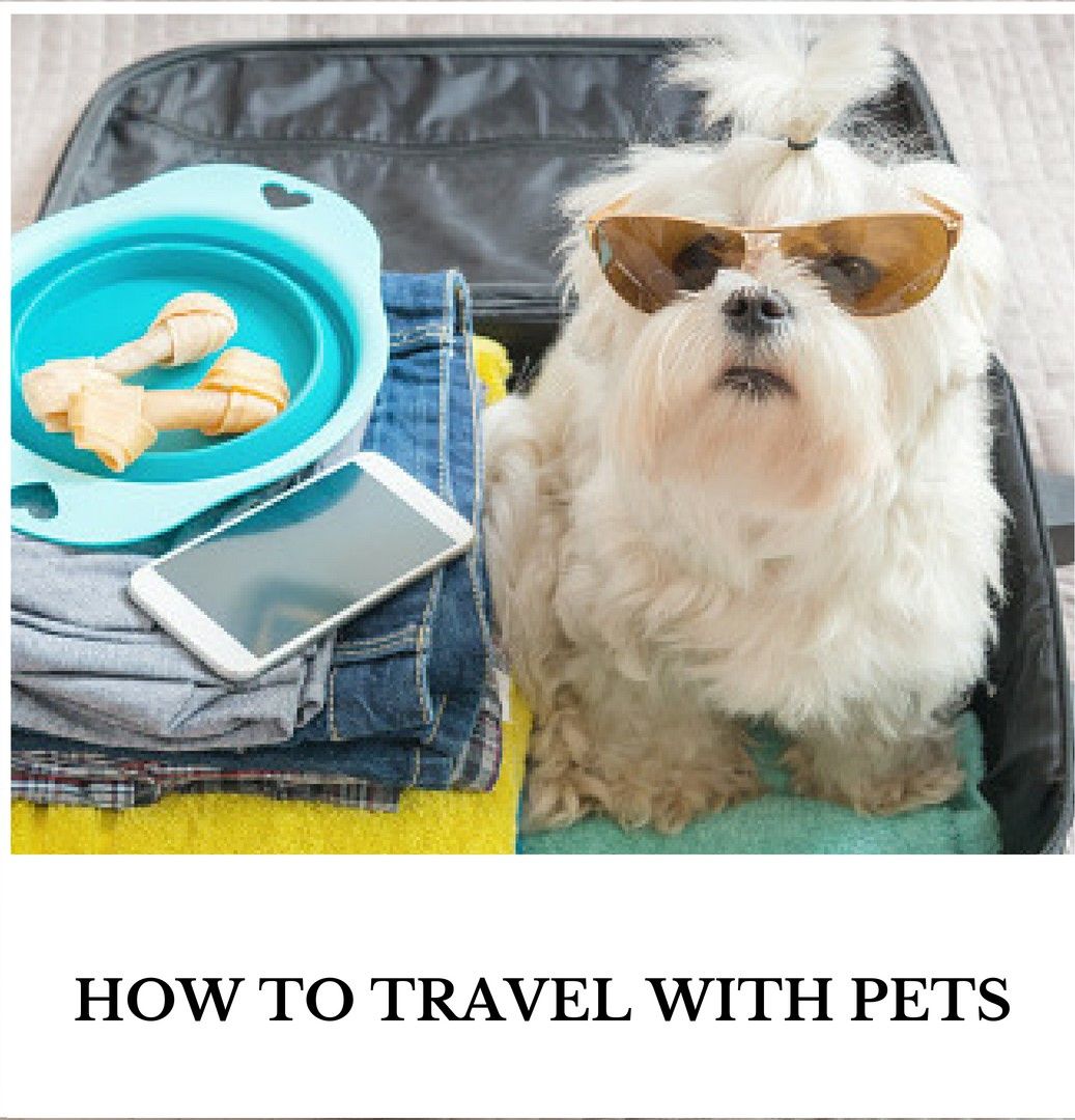 How to Travel with Pets