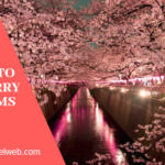 Cherry Blossom Season & Festivals: A Traveler’s Complete Guide