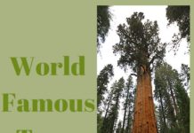 Famous Trees Around the World