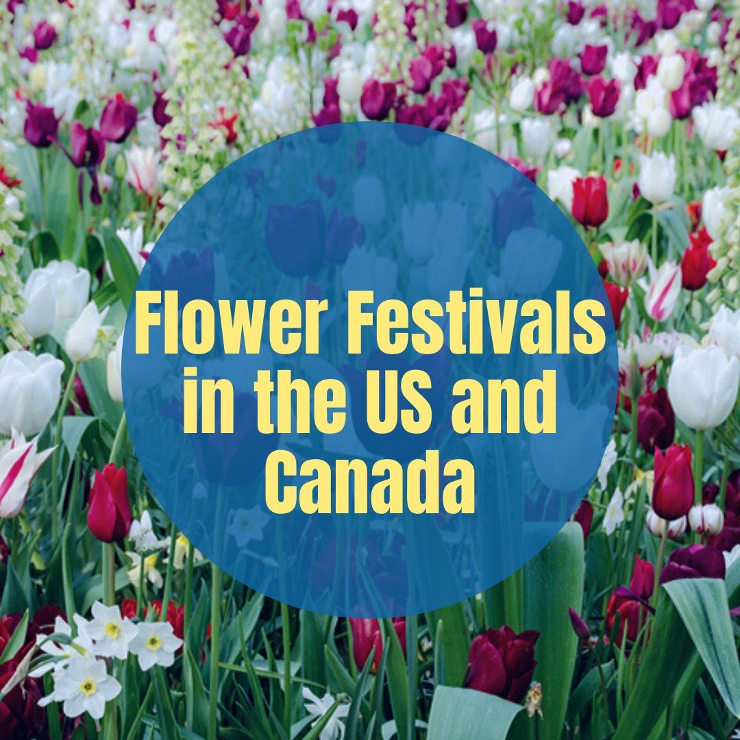 Tulip Festivals In the USA and Canada where to find the Tulips