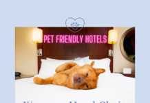 Kimpton Hotel Chain Partners with WAG