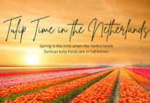 Tulip Festivals in the Netherlands Tulip time in the Netherlands