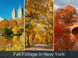 New York City in October: A Travel Advisor’s Guide to the Perfect Fall Visit NYC in October