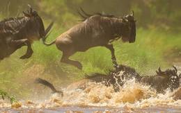 Private Great Migration Safari
