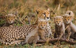 Kenya and Tanzania A Great Migration Safari Adventure