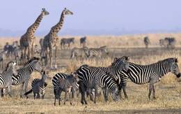 Private Kenya and Tanzania 