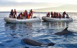 Family Galápagos