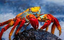 Wonders of the Galápagos and Machu Picchu Eastern Islands Route