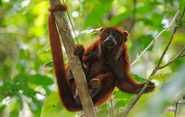Pure Amazon River Cruise 4Night Extension