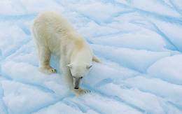 Arctic Cruise Adventure: In Search of the Polar Bear 2025