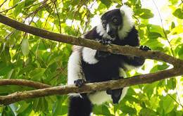 Tailor Made Madagascar Living Treasures