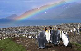 Antarctica, South Georgia and Falklands Holiday Voyage