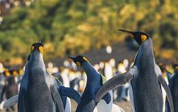 Antarctica, South Georgia & Falklands Expedition 2025