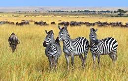 The Great Migration Safari in Style