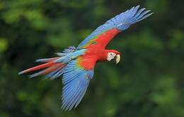 Pure Amazon River Cruise 5Night Extension 