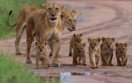 Family Kenya and Tanzania Safari