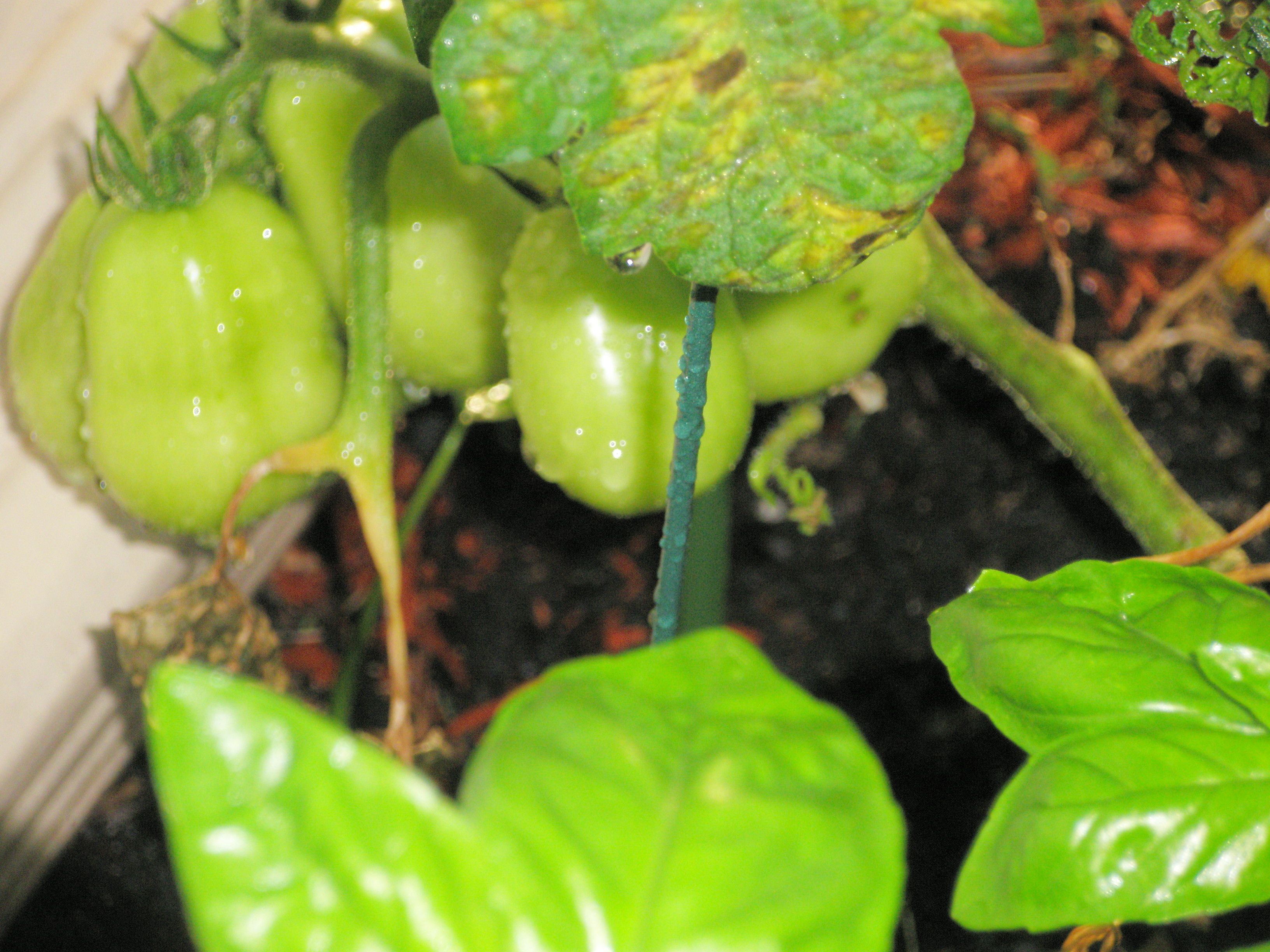 Plum tomatoes growing in garden