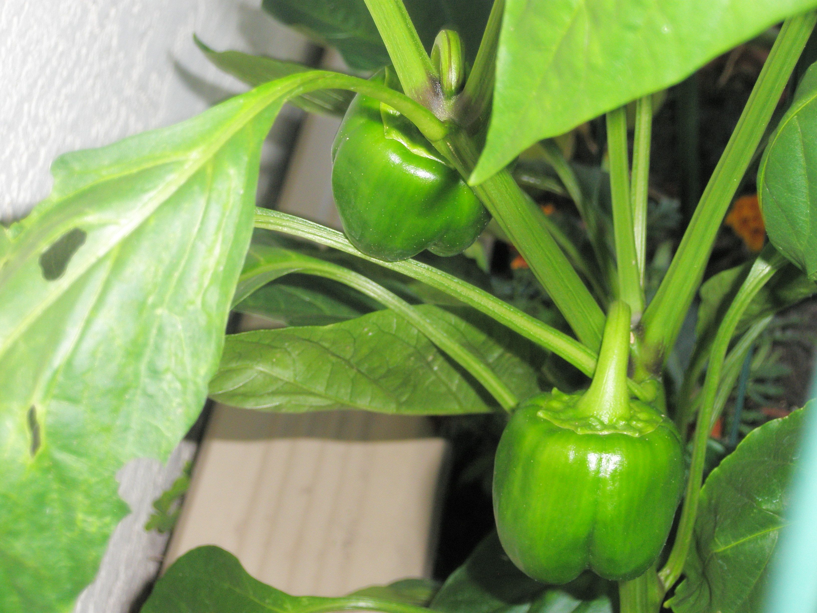 Green Peppers in garden