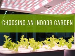 Choosing An Indoor Garden