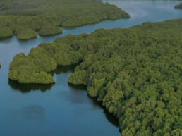 Atteline PR - Green Future Project UAE with a forest