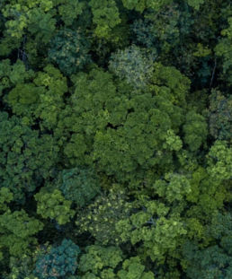 Atteline PR - Green Future Project forest eco system