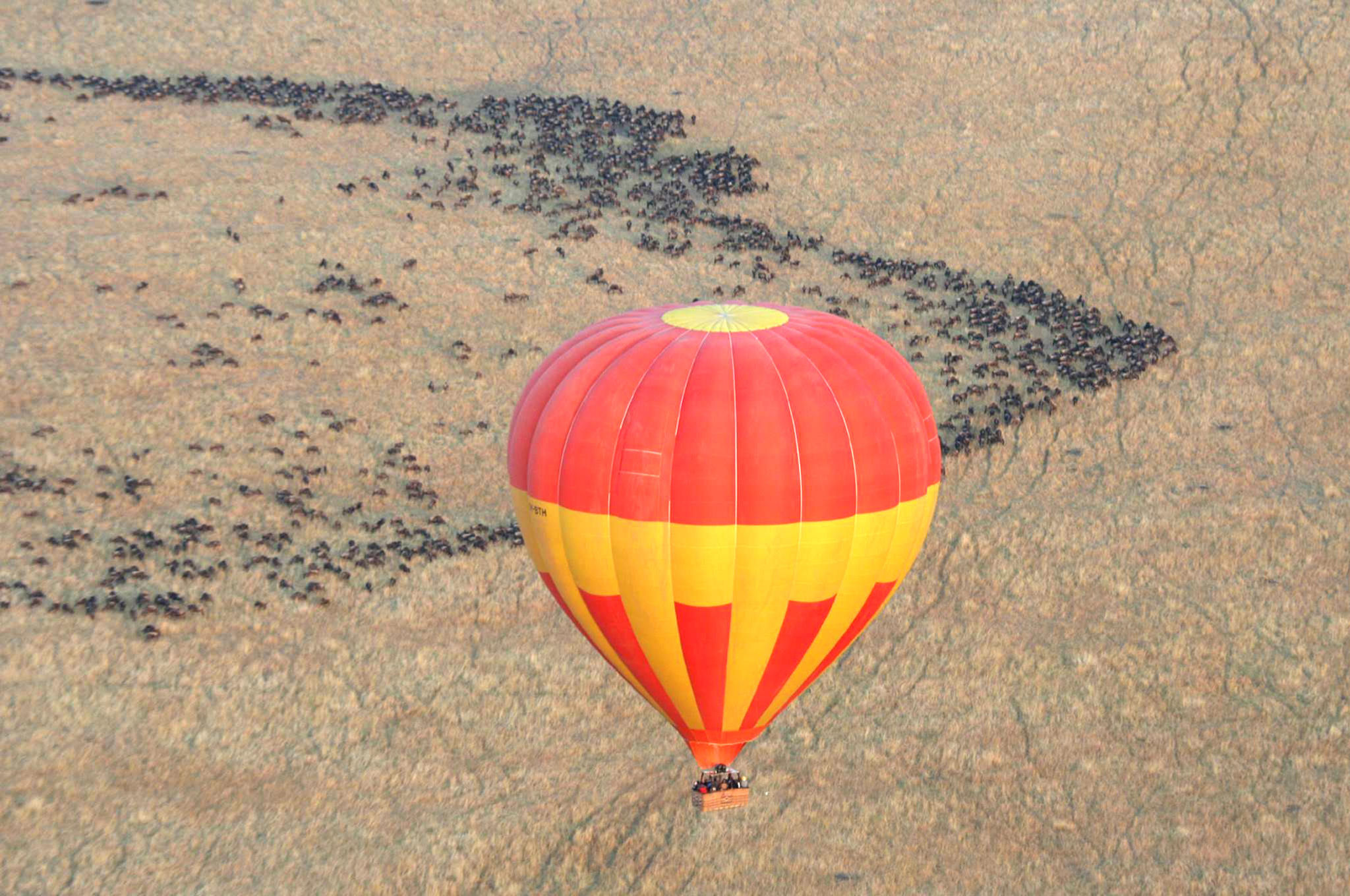 Migration
