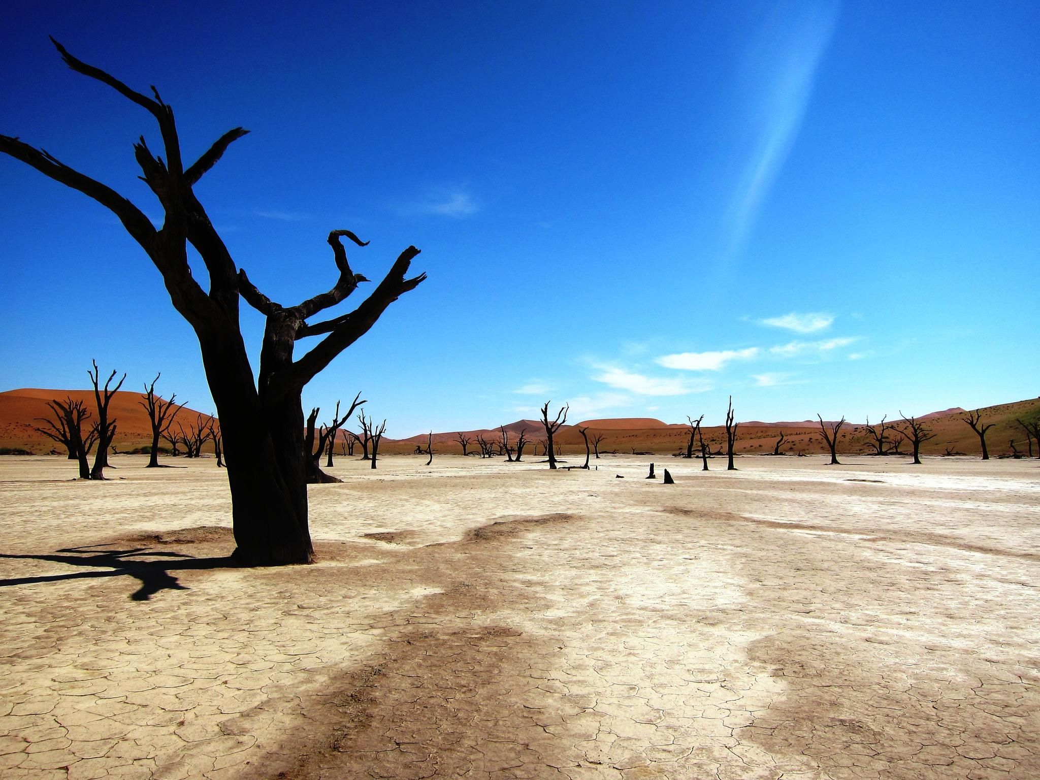 Dead vlei