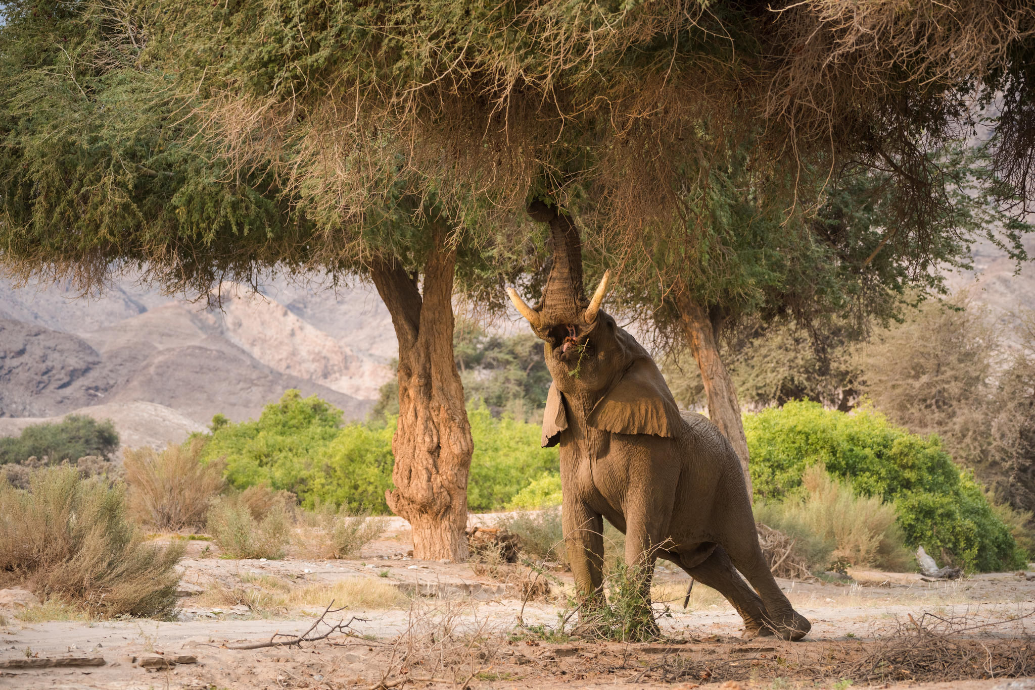 Hoanib Valley Camp - Game Drive Elephant