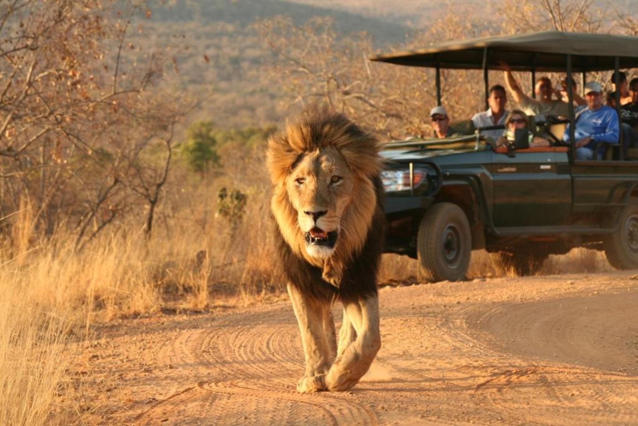 Safari Game Drive