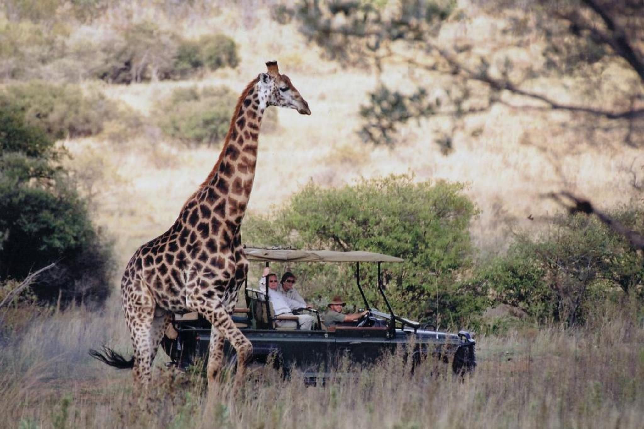 Safari Game Drive