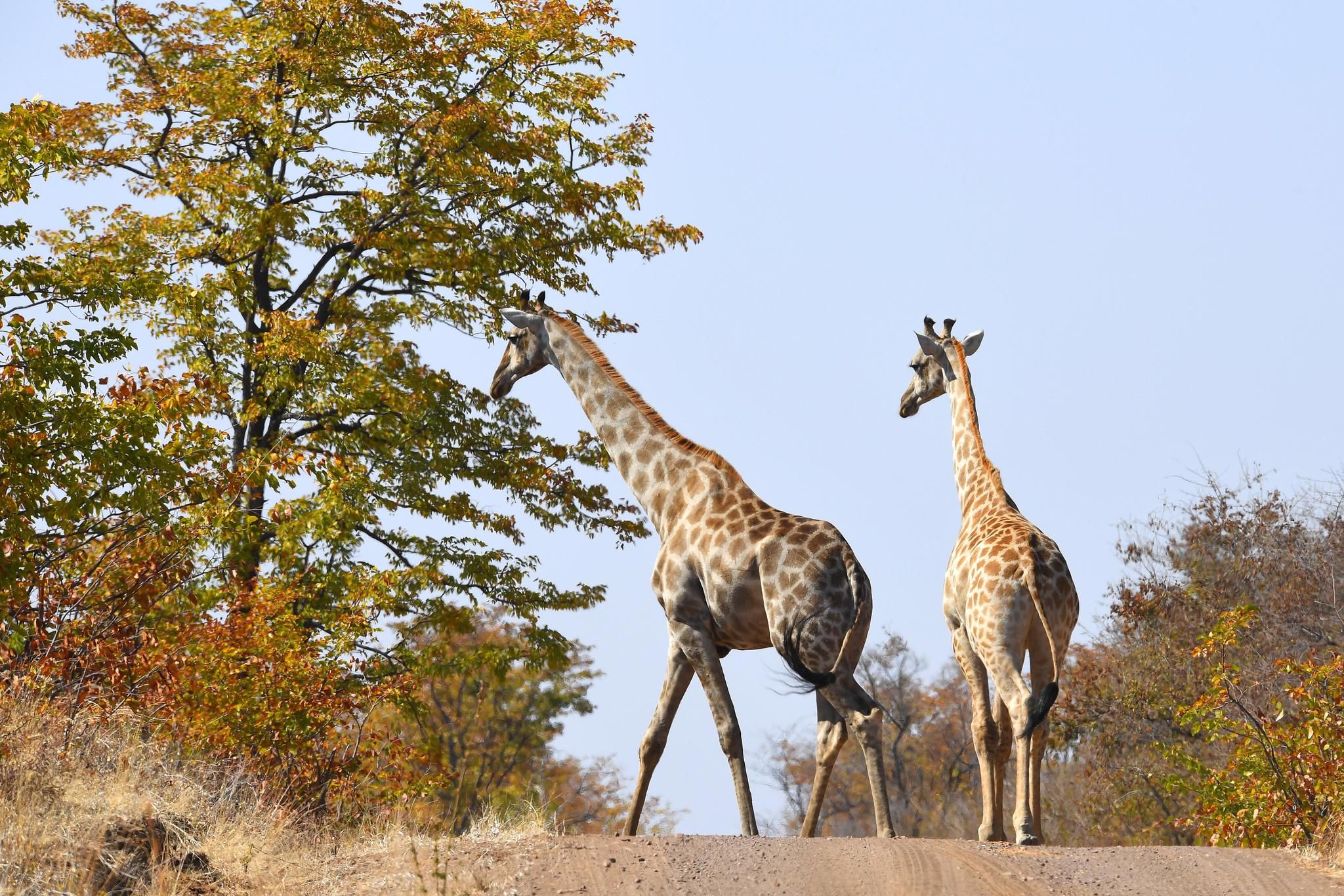 Robins Camp Wildlife 1