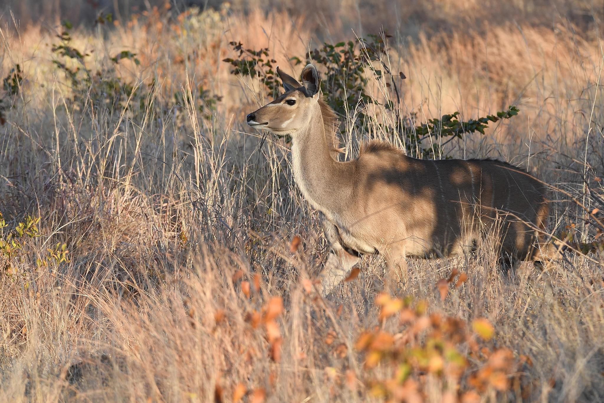Robins Camp Wildlife Kudu