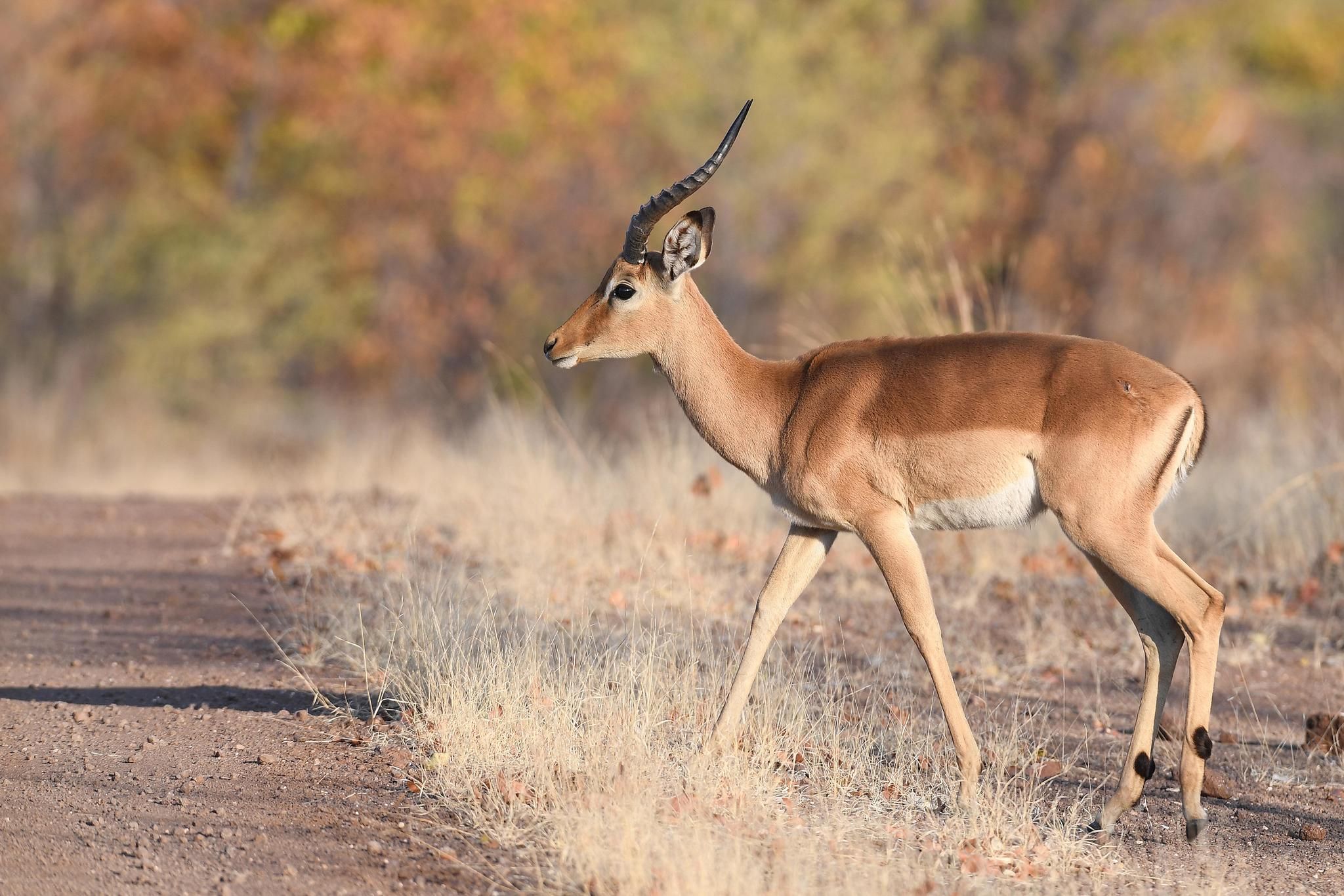 Robins Camp Wildlife Impala