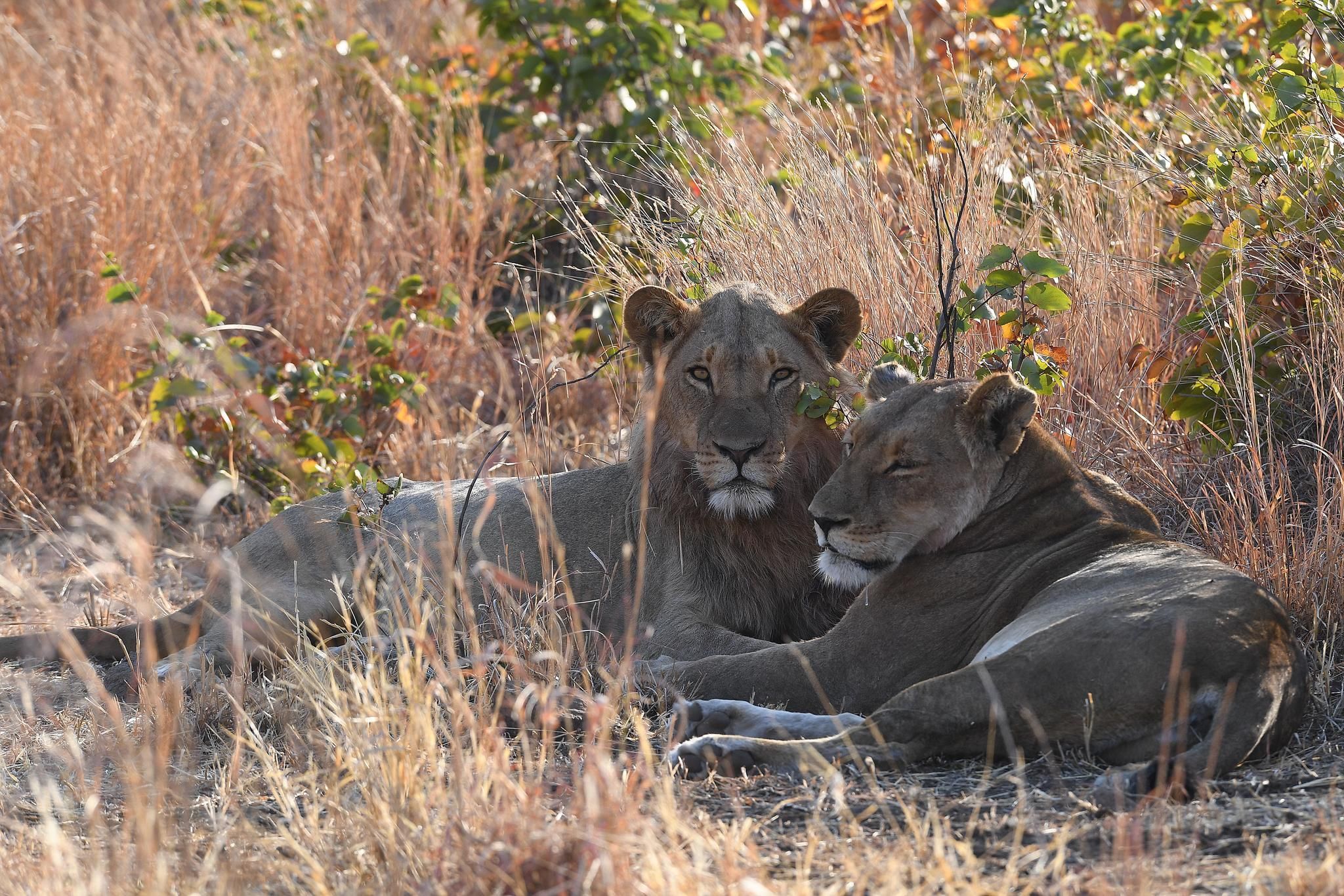 Robins Camp Wildlife Lions