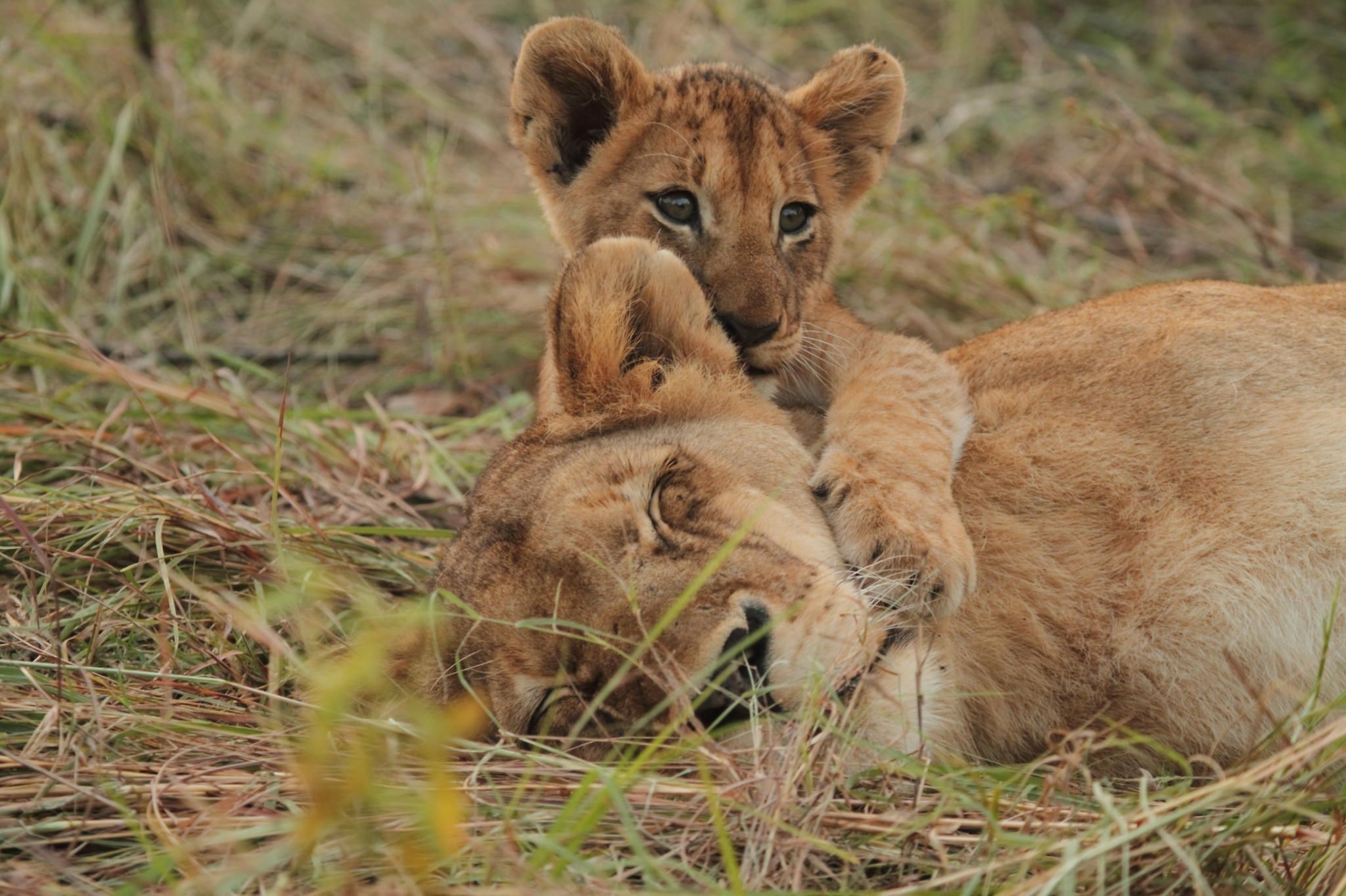 Lioness and her cub